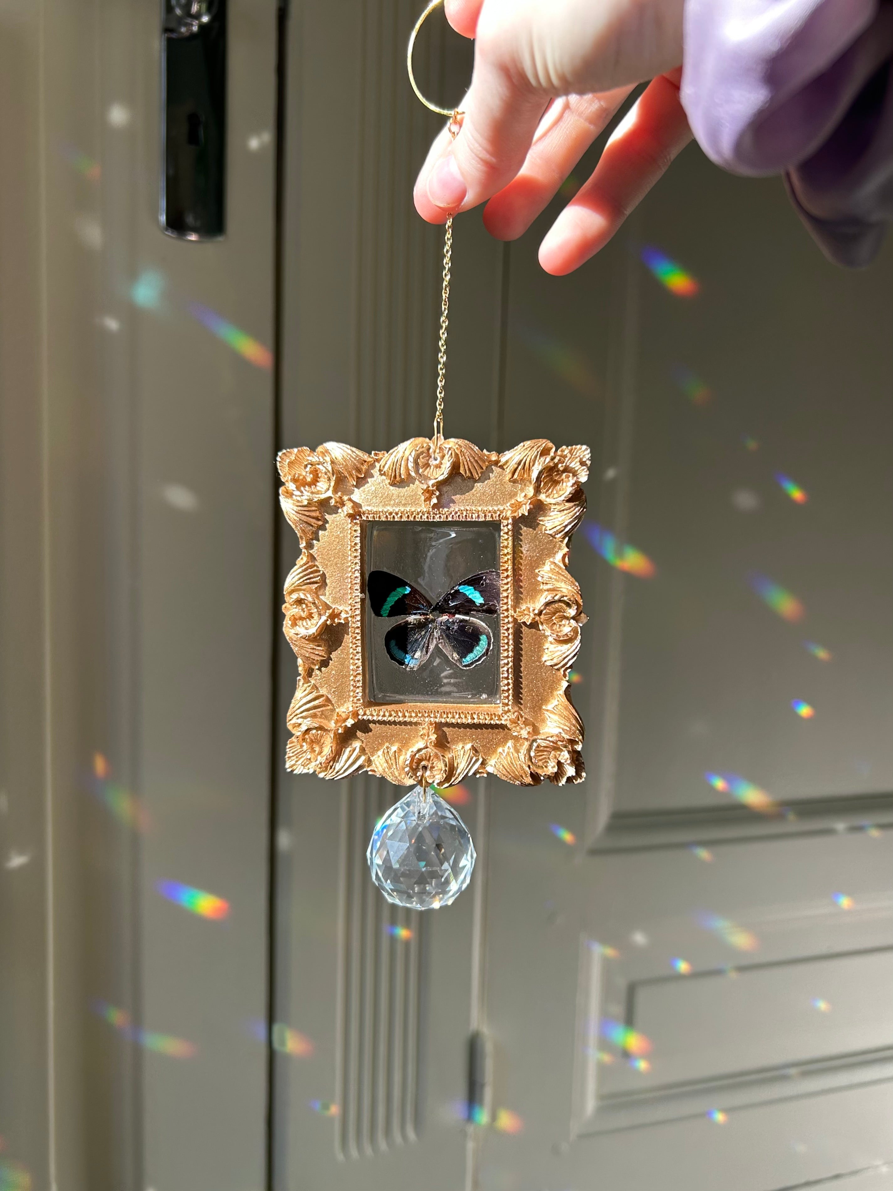 Suncatcher Papillon Diaethria neglecta