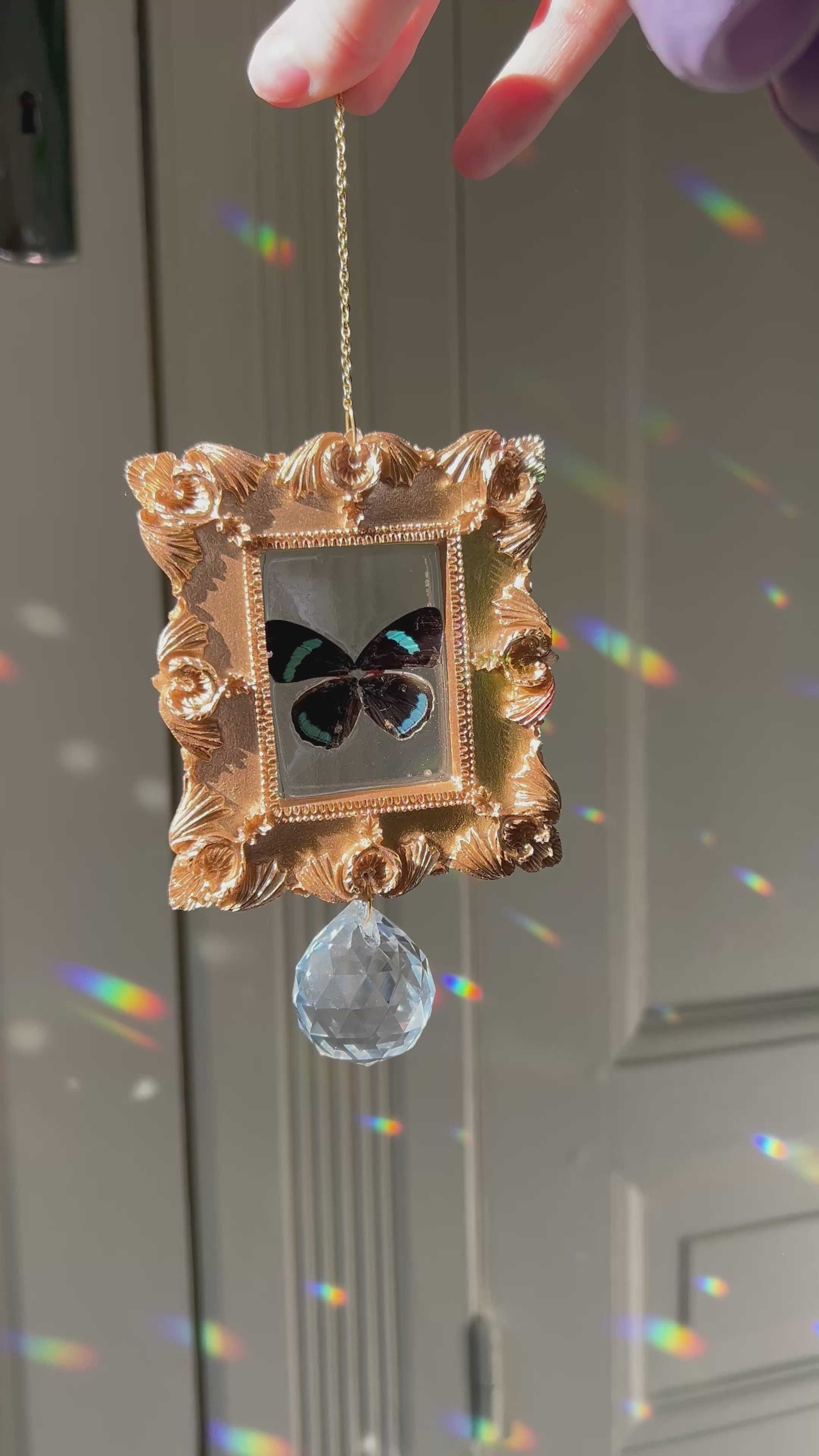 Suncatcher Papillon Diaethria neglecta